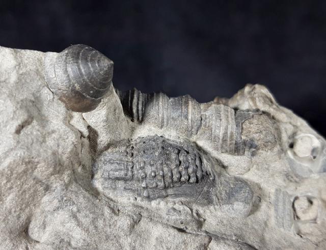 Turritella turris badensis SACCO 1895, Conus (Chelyconus) enzesfeldensis HOERNES & AUINGER 1879 - Bild © FossNet FossilienStore